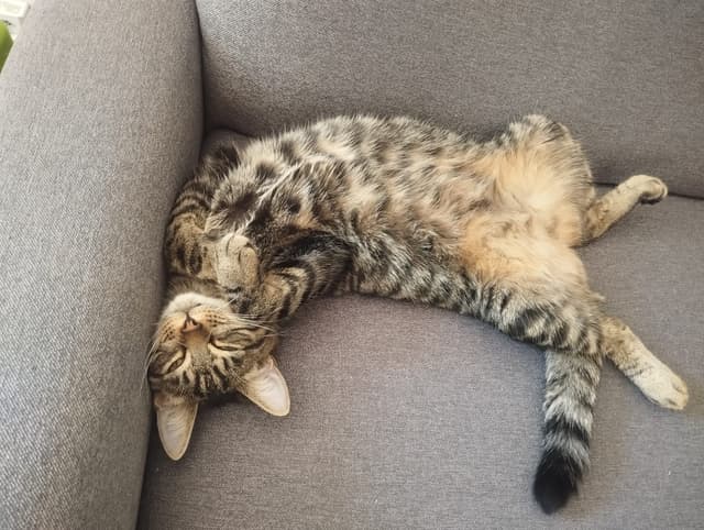 SUKI