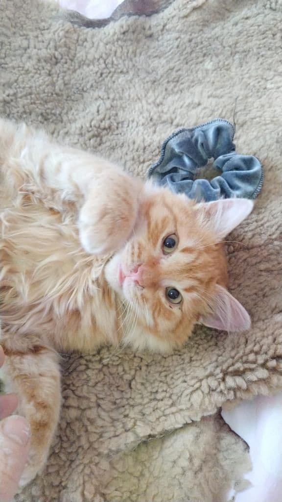 Ginger
