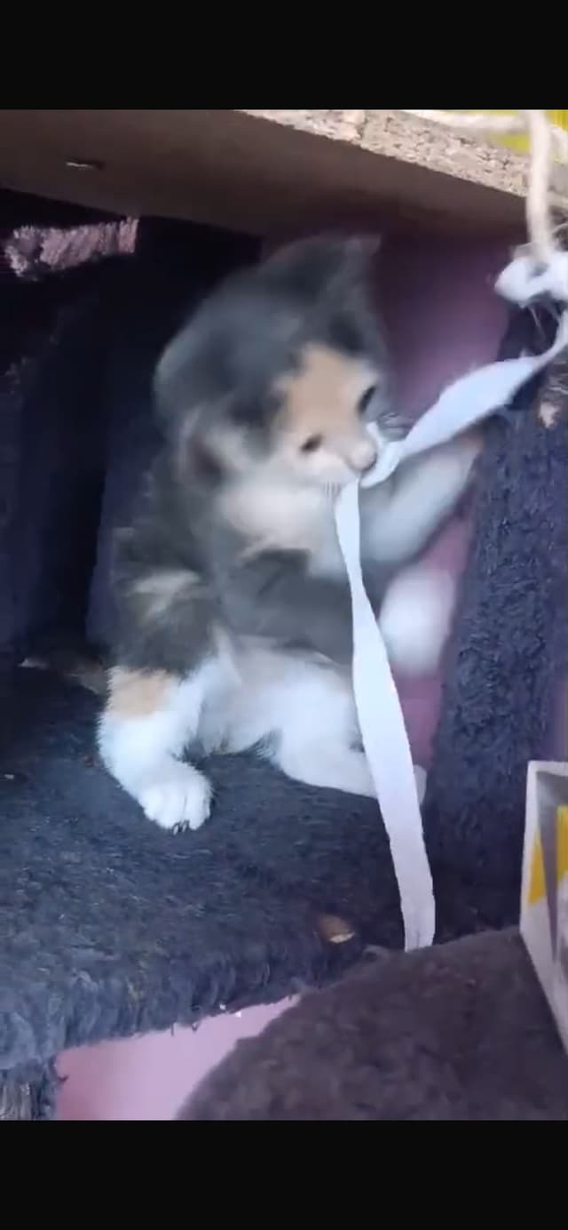NINJA