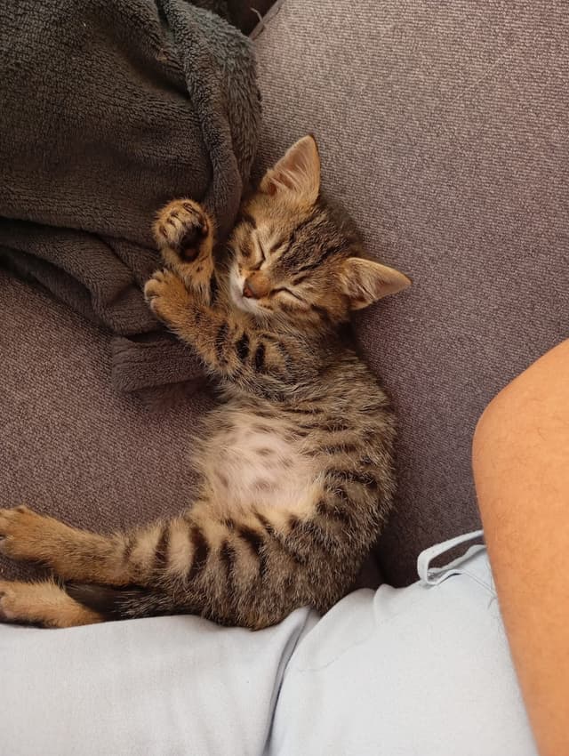 TAYO