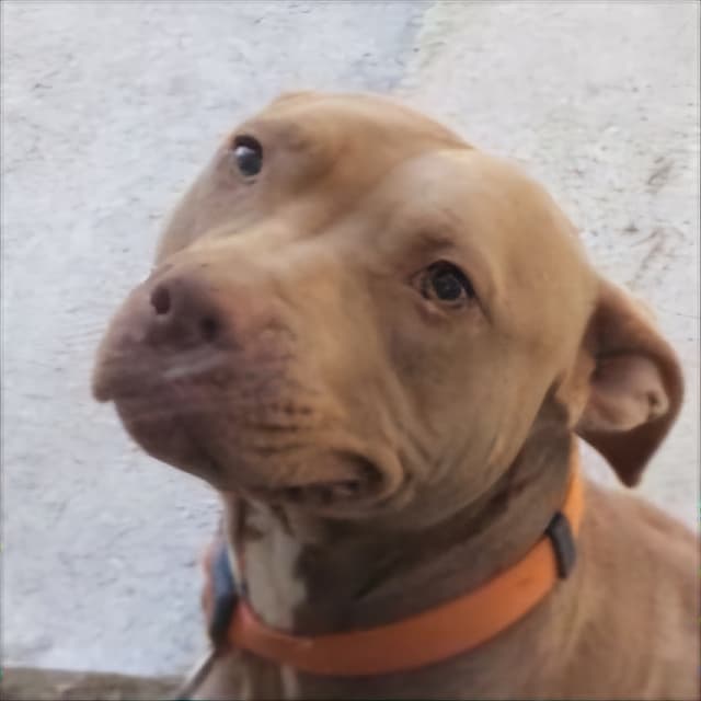 GAYA