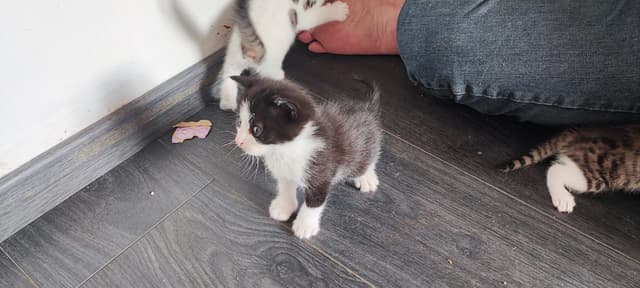 OREO