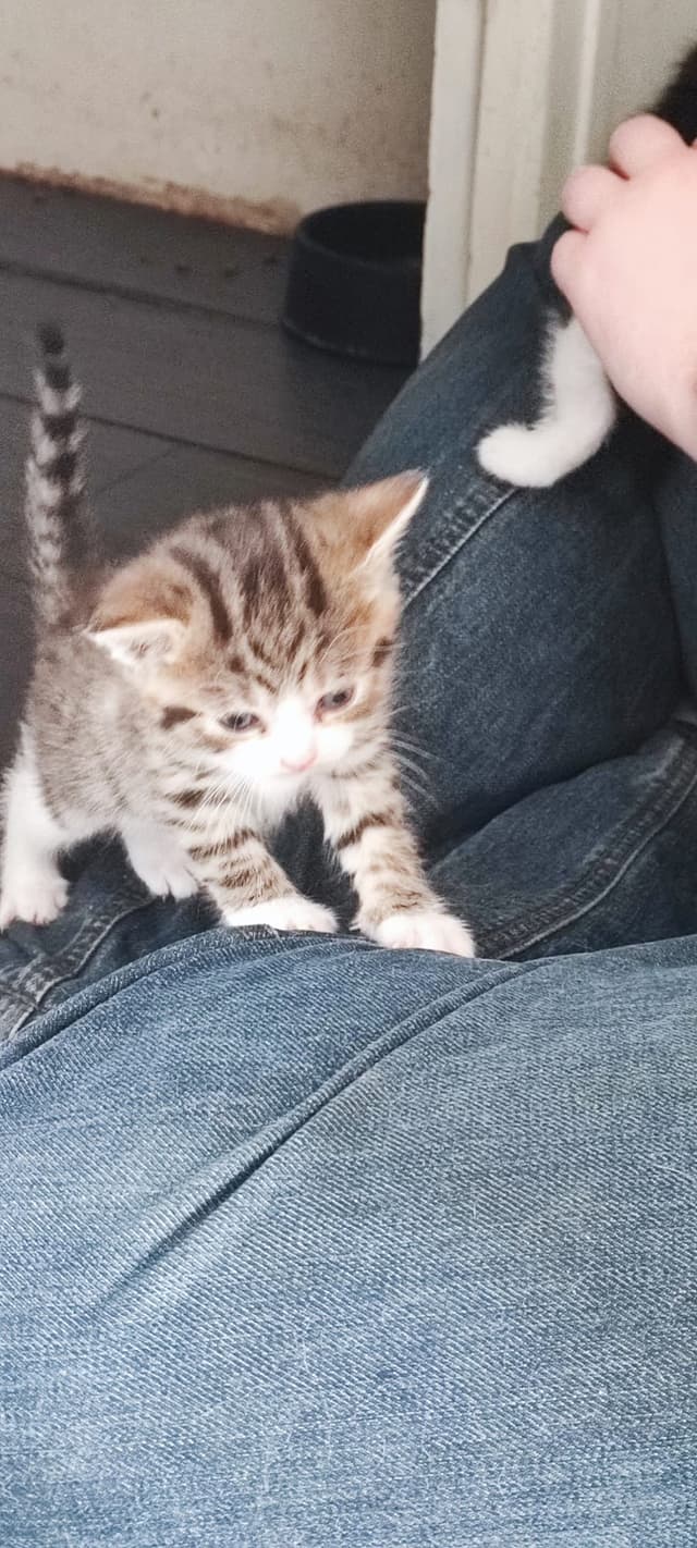 MILKA