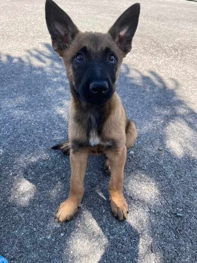 Elka