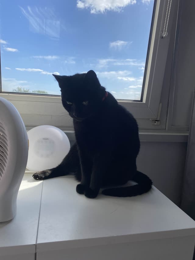 Agatha