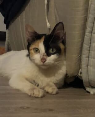 Ziya