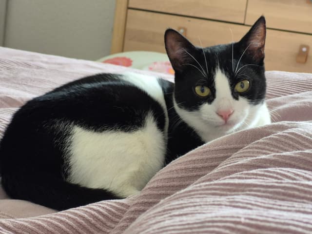 Nala