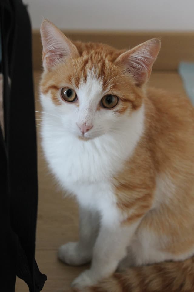 Stella