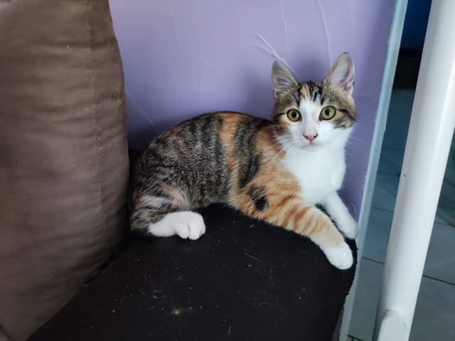 MAIA