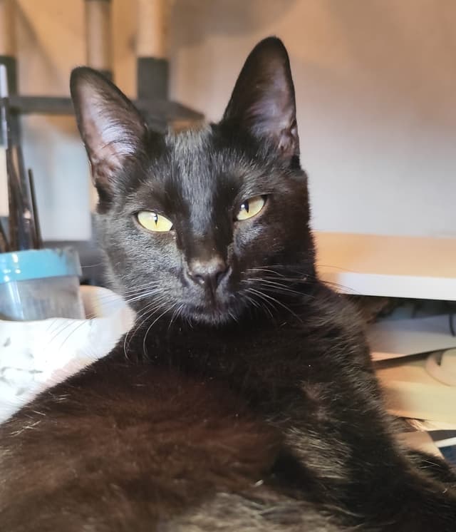 BLACKIE