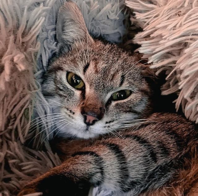 Mowgli