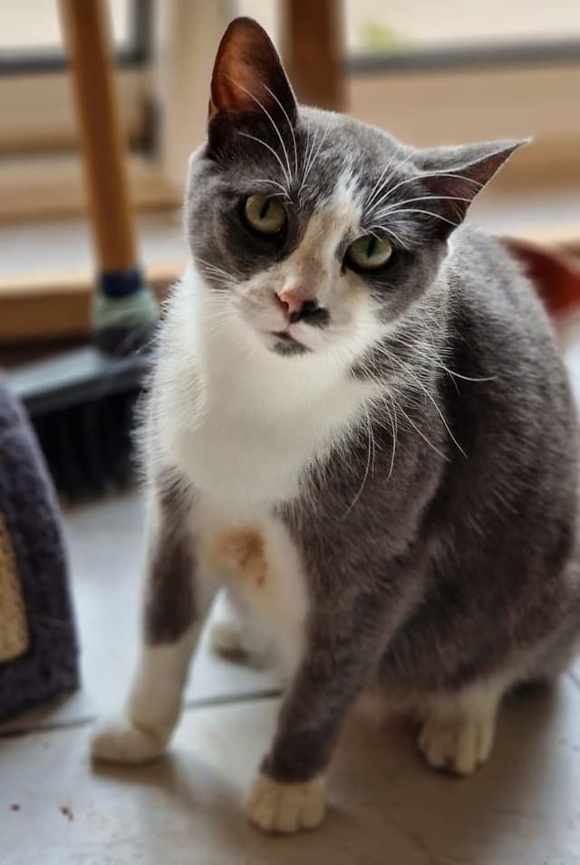 NOISETTE