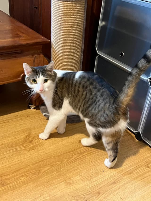 HUGO