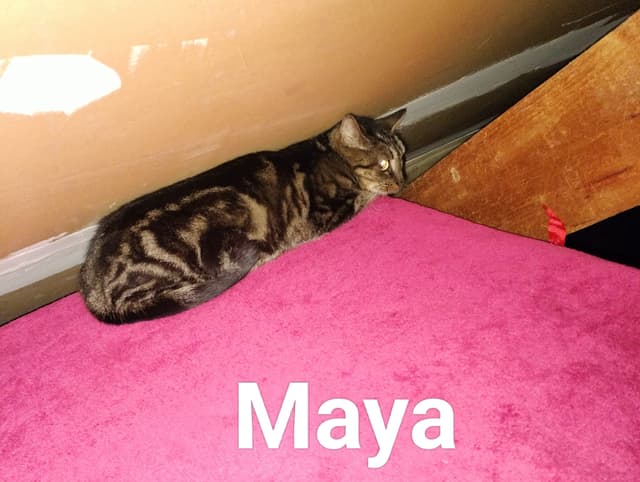 naya