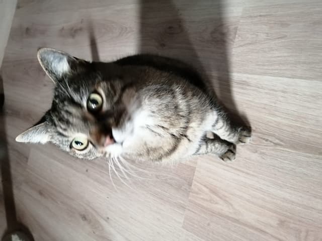 CHAT