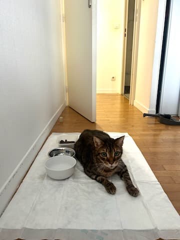 Bagheera