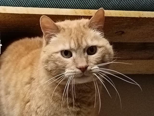Tigrou