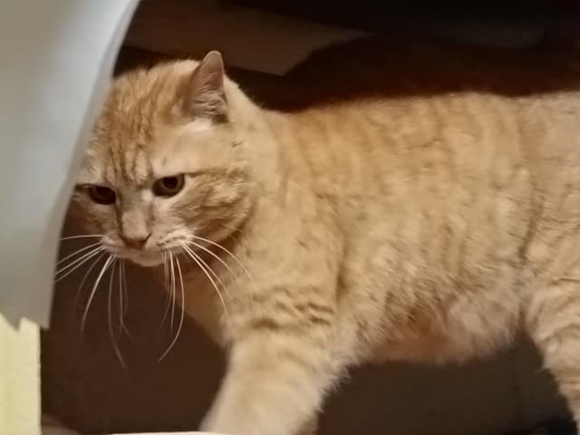 Tigrou