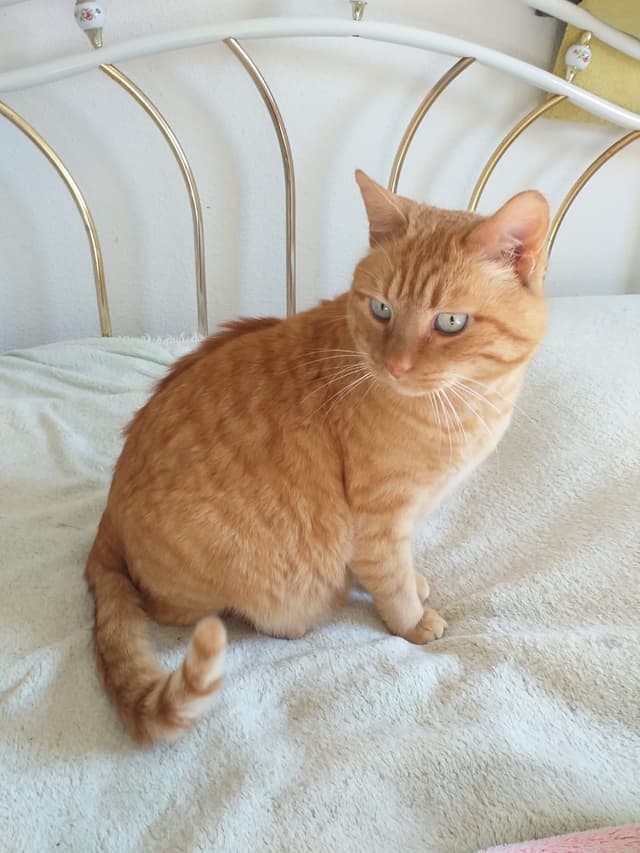 Tigrou
