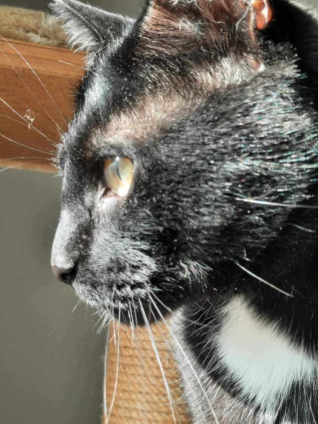 ONYX