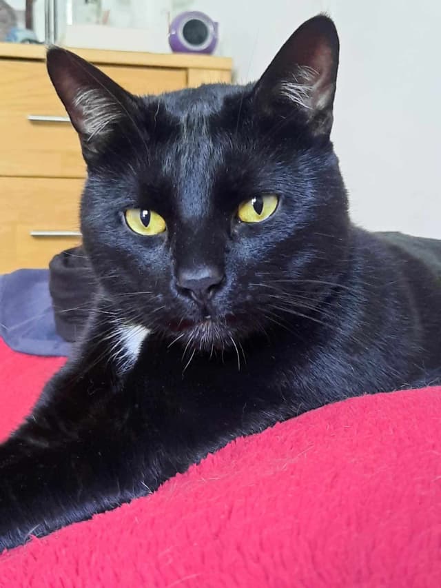 ONYX