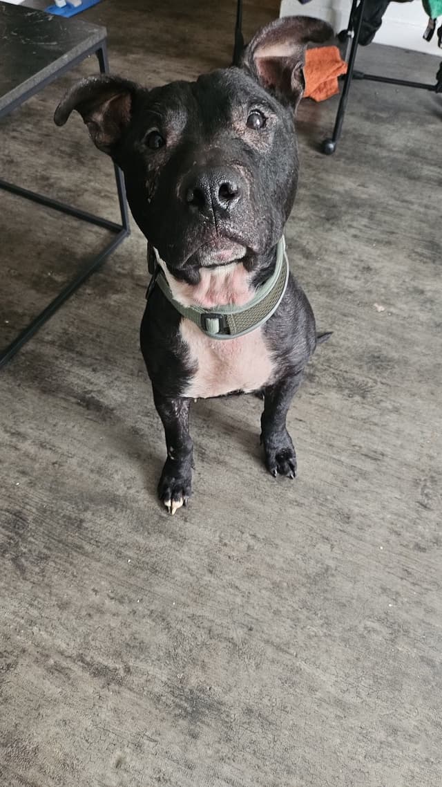 Paco