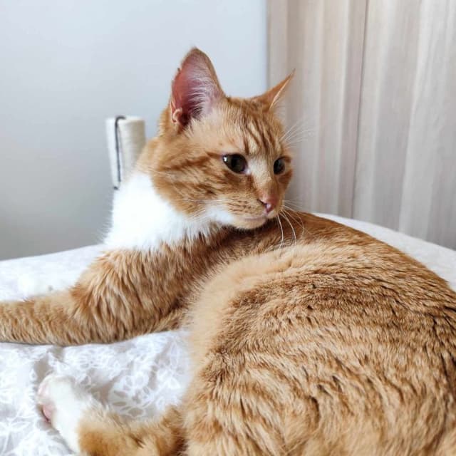 ROUCKY