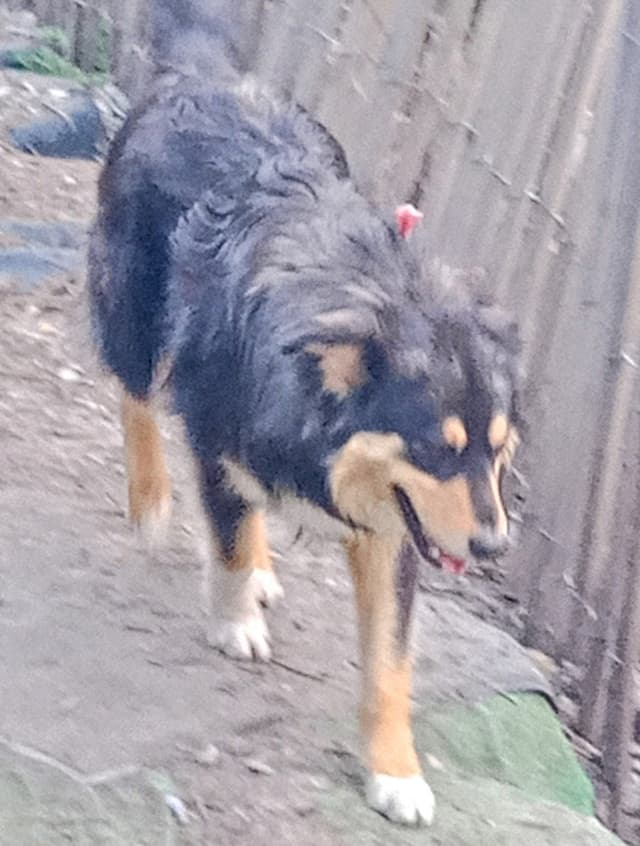 SIMBA