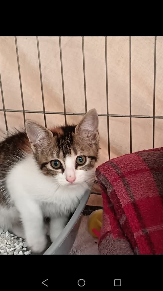 Lilie