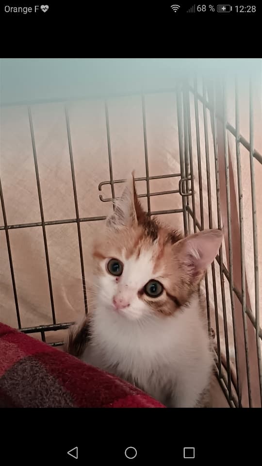 Lilou