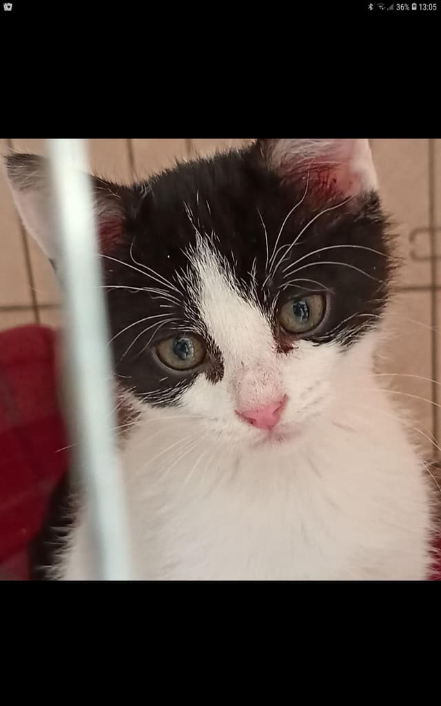Lulu