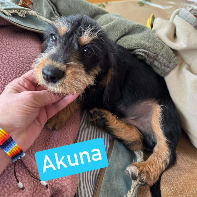 Akuna