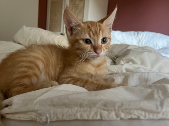 Peanut