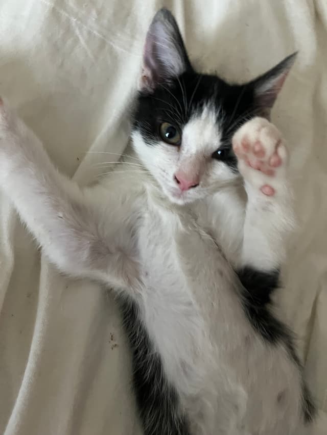 Biscuit