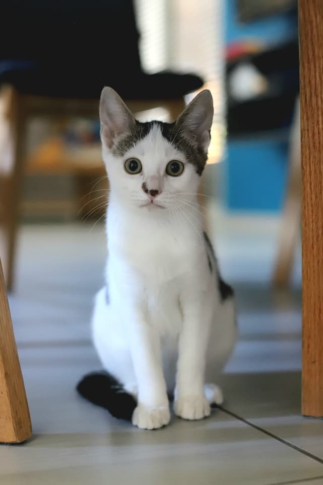 chupa