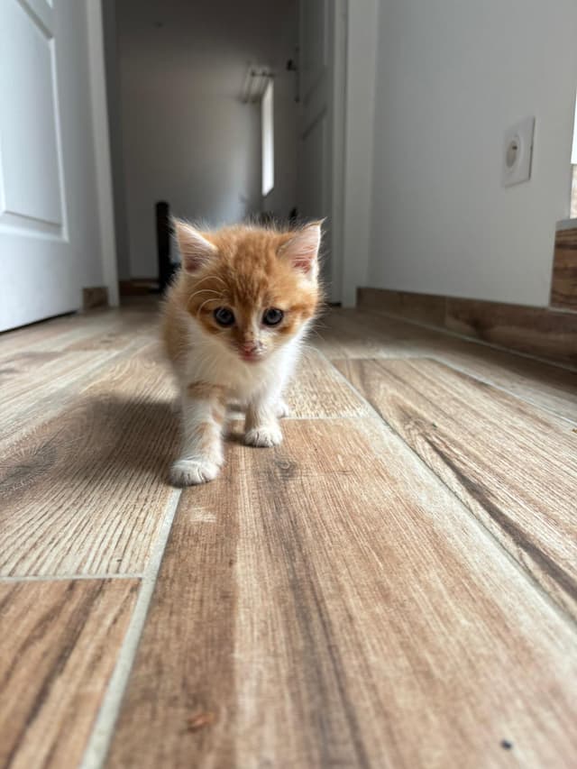 hera
