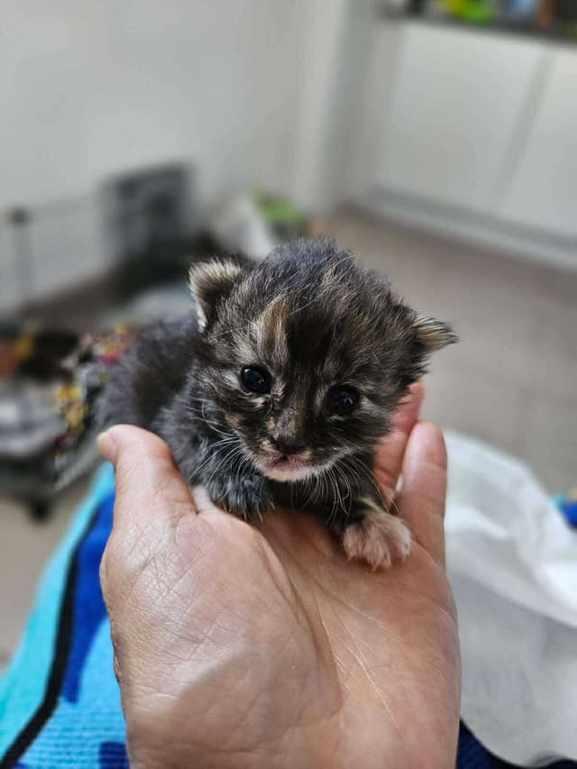 Nala