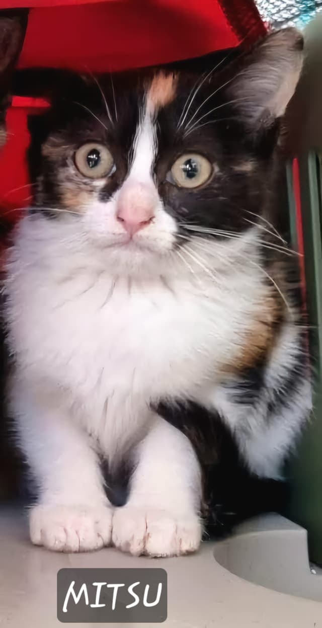 Mitsu