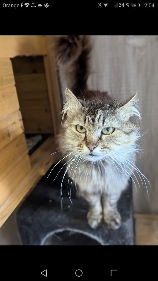 Maia