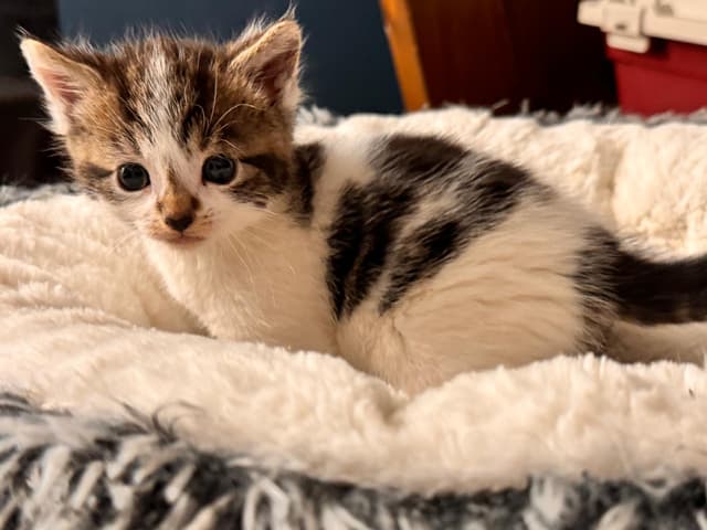 mimoso