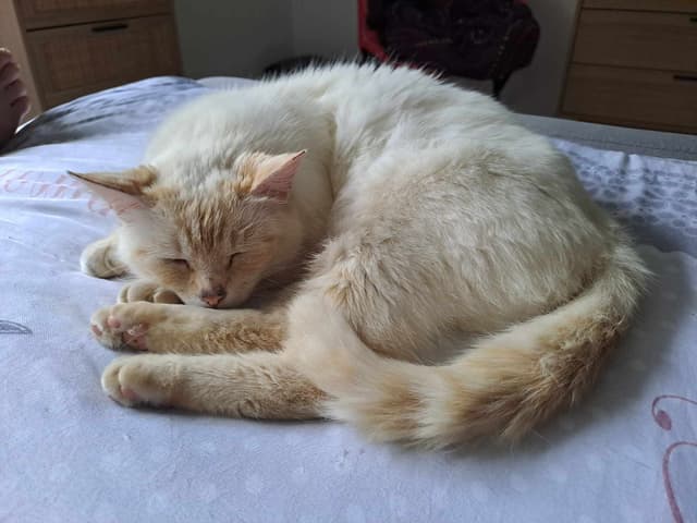 Lili