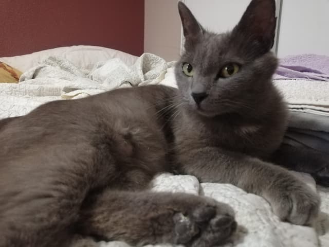 Miso