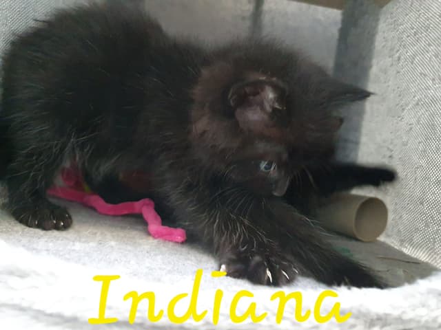 indiana