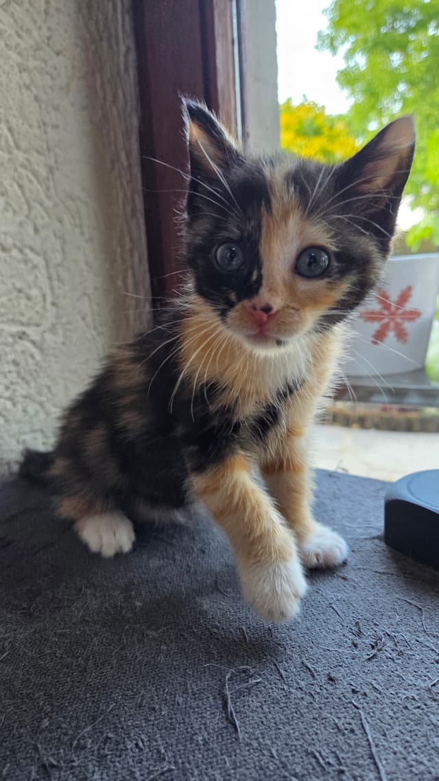 CANNELLE