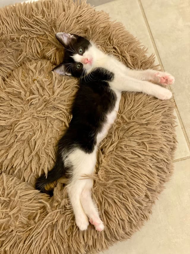 LYLA