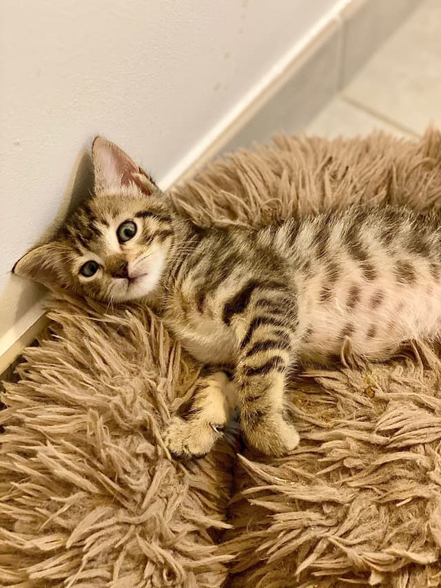 LÉO