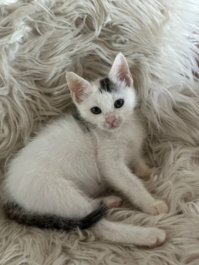 KUMO