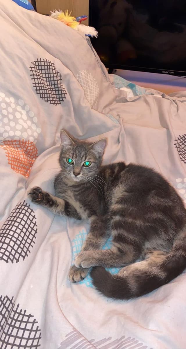 MIA