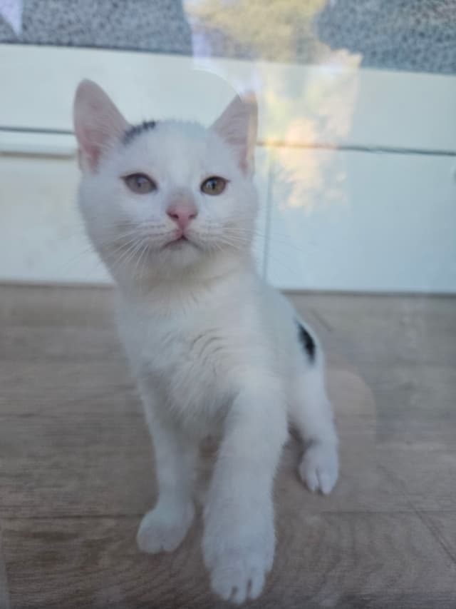 Oreo