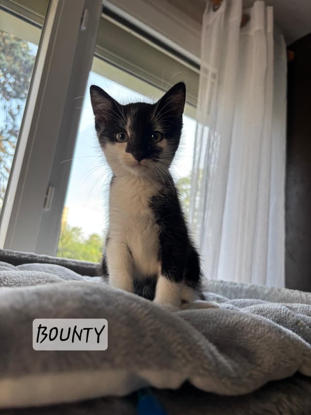 Bounty